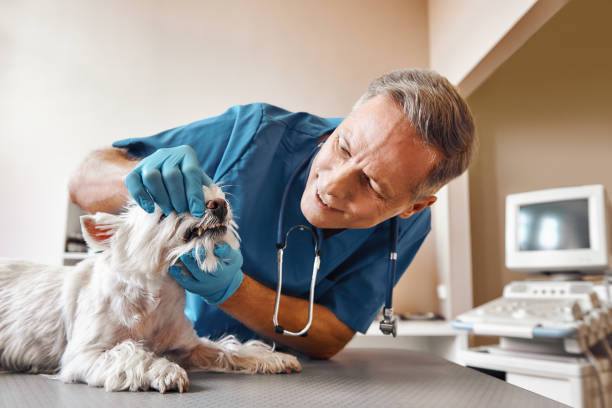 Best Emergency Root Canal Treatment in Nroe City, MO